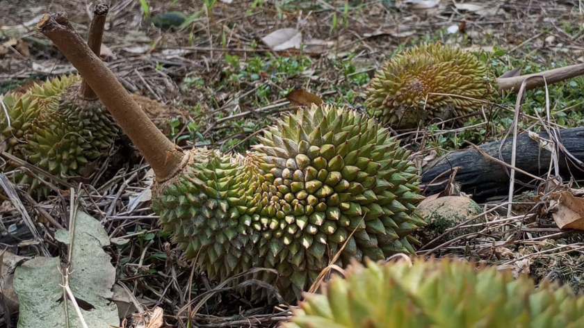 1 - Feature Picture Durian
