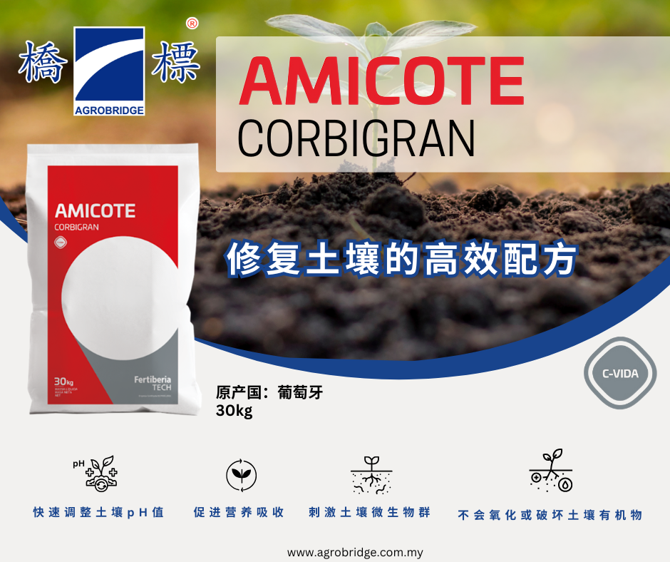 AMICOTE WEB CN