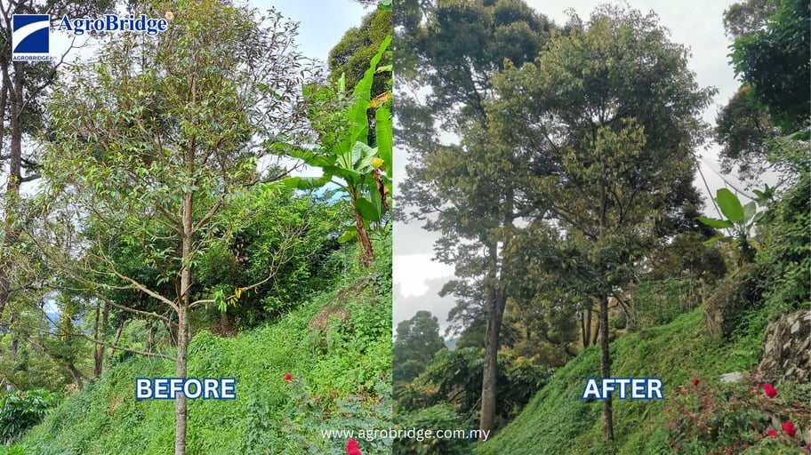 BEFORE AFTER ABPHOS