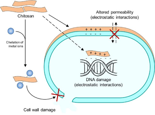 Chitosan mechanism of action