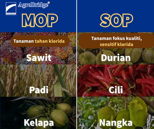 Copy of MOP(1)