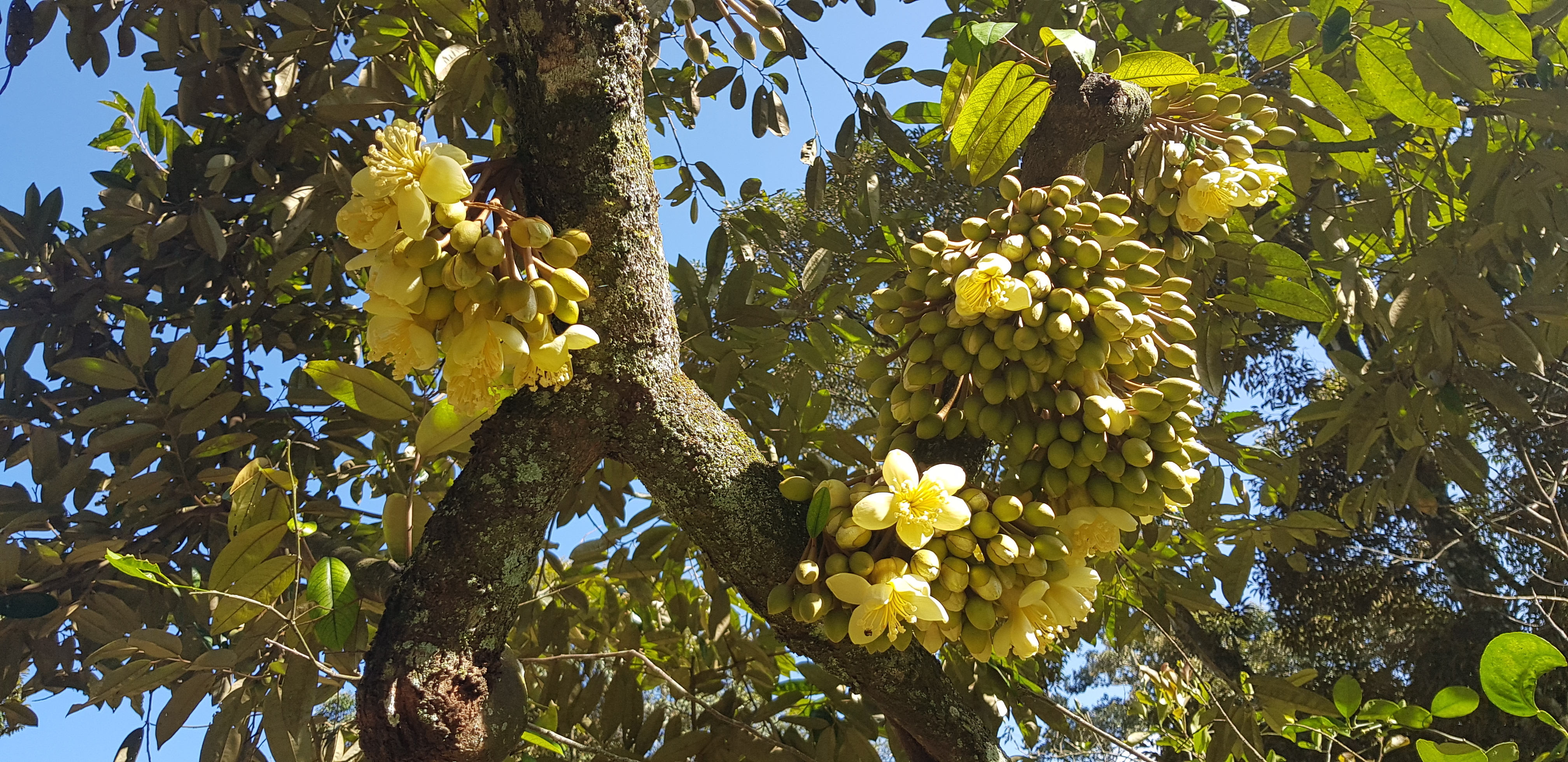Durian flower blooming (2) (1)