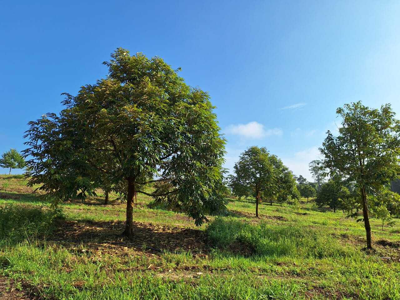 Durian plantation