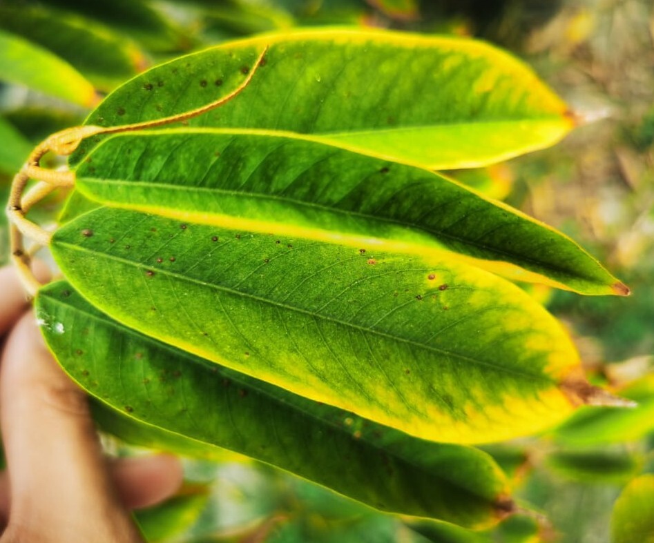K deficiency in leaf