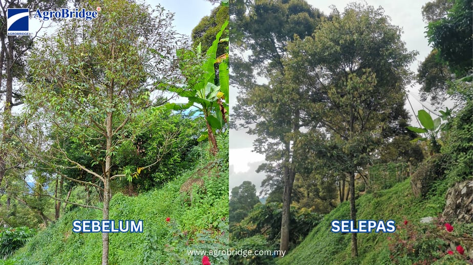 SEBELUM AFTER ABPHOS