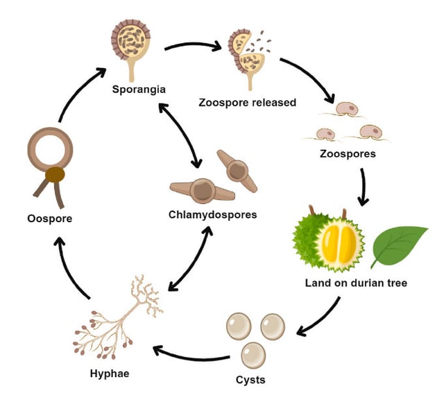 zoospore