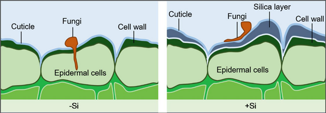 Silica-cuticular double layer prevent fungal penetration, preventing fungal infection