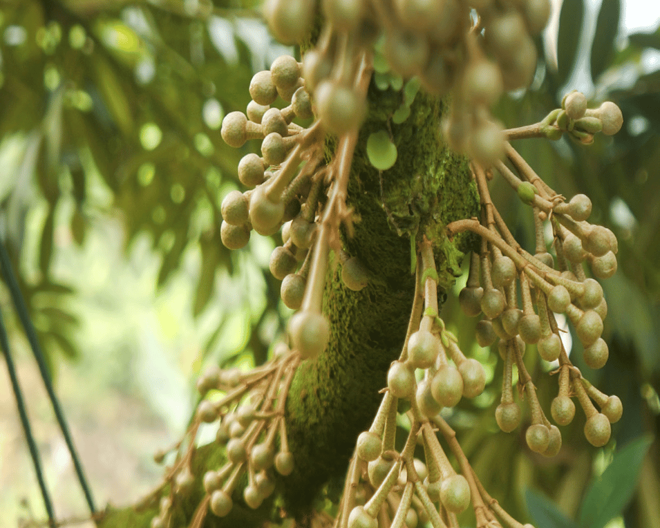 agrobridge harvest-cropped