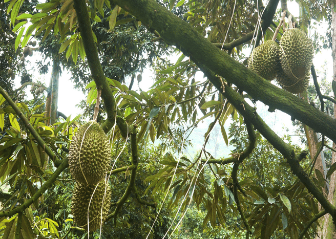 agrobridge-durian-cropped