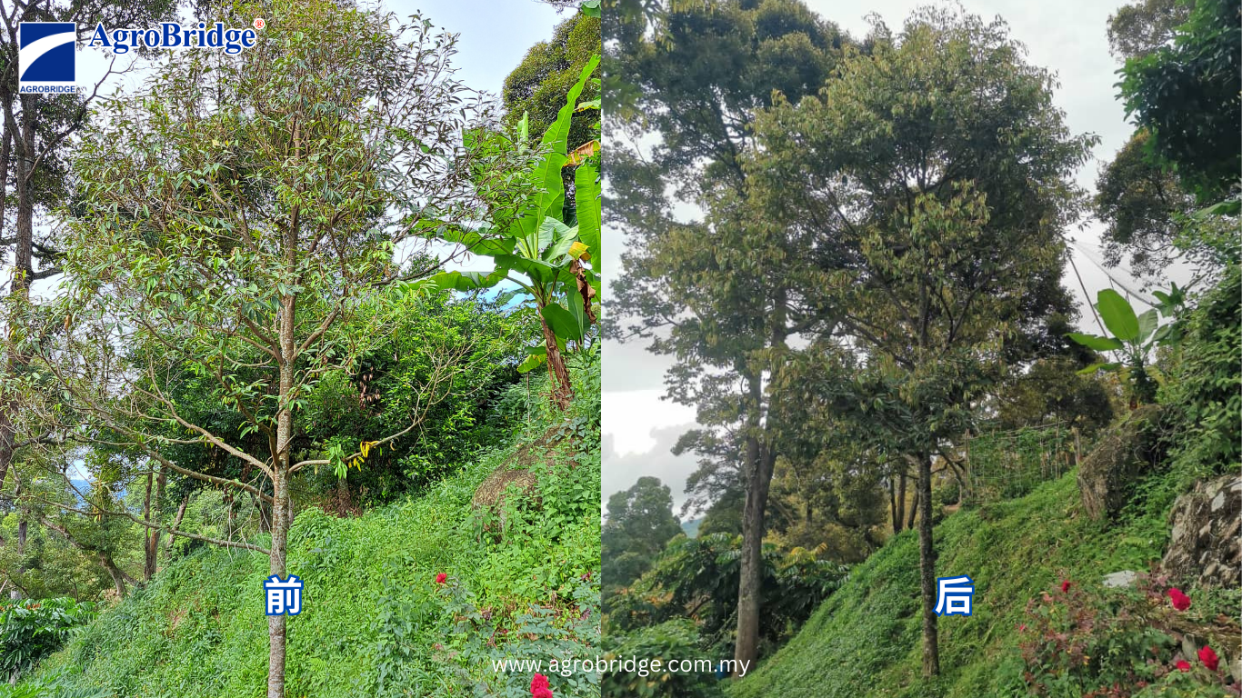 before after cn abphos