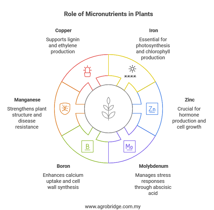 micronutrien ENG